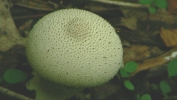 PICTURES/Kaymoor Trail Shrooms/t_White Button Shroom Closeup.JPG